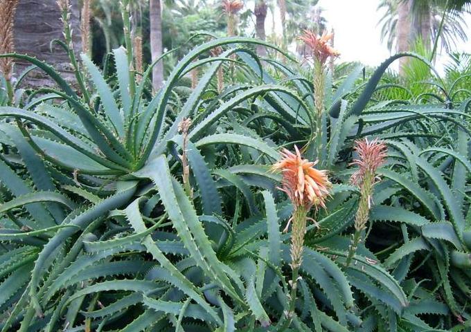 果实为肉质浆果的lomatophyllum作为第7属,从aloe(芦荟属)中分出