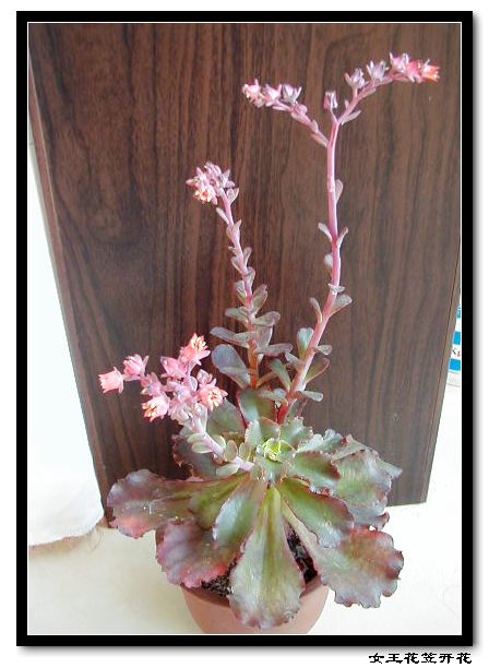 <em>女王</em>花笠,红色<em>裙摆</em>