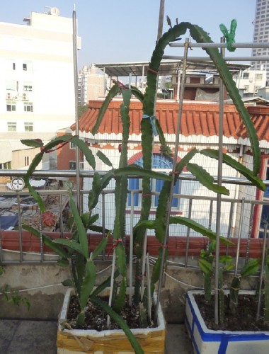 考虑种植下,因为火龙果比较适合南方地区,长势凶猛,如果仅仅只是阳台