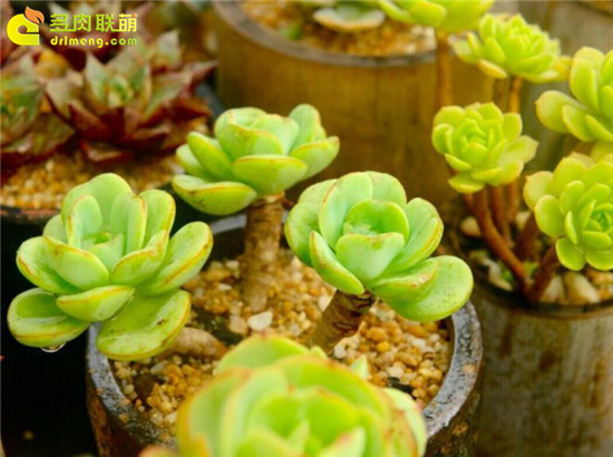 疯狂的黄绿色系多肉植物