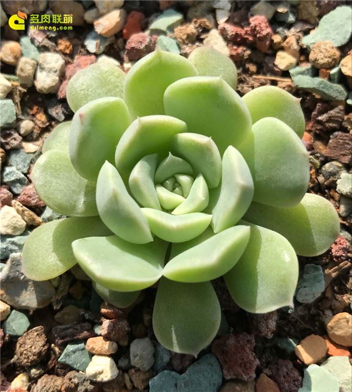 阿尔巴美尼 echeveria albamini 月影系多肉 – 多肉
