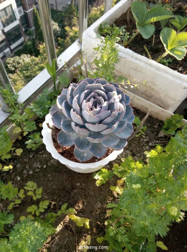 第一美人蓝石莲悲情一生
