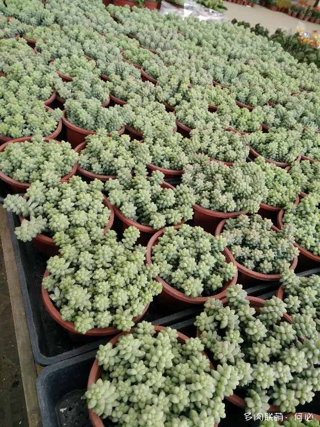 成都花卉市场里的多肉