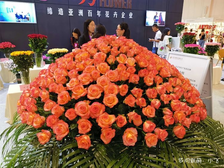 2019年第二十届中国昆明国际花卉展之旅