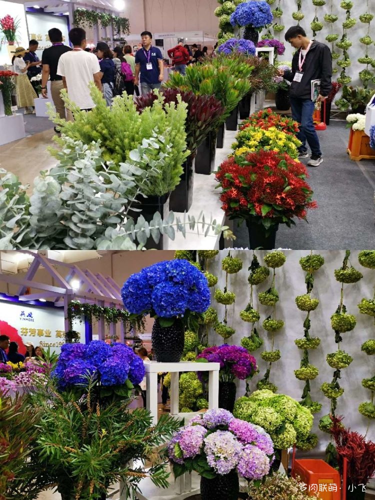 2019年第二十届中国昆明国际花卉展之旅