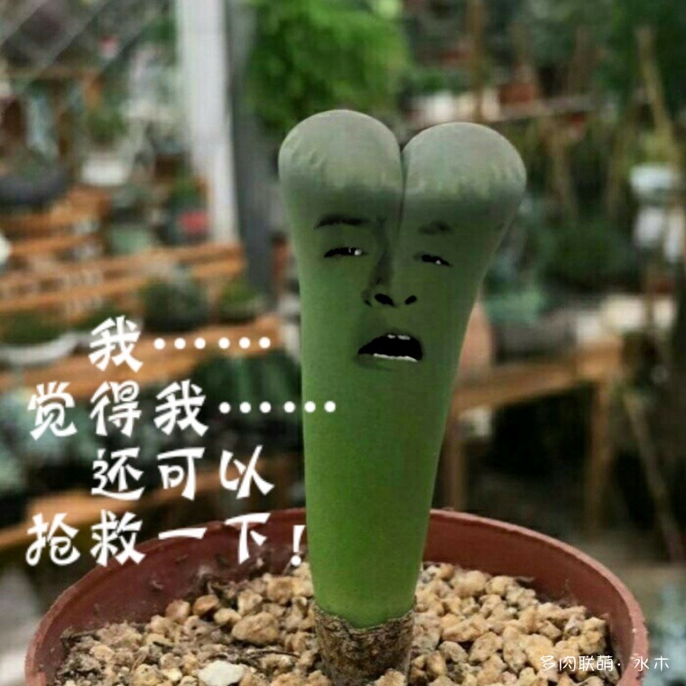 给徒长的生石花扒皮
