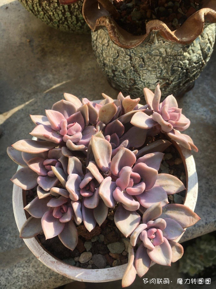 丘比特