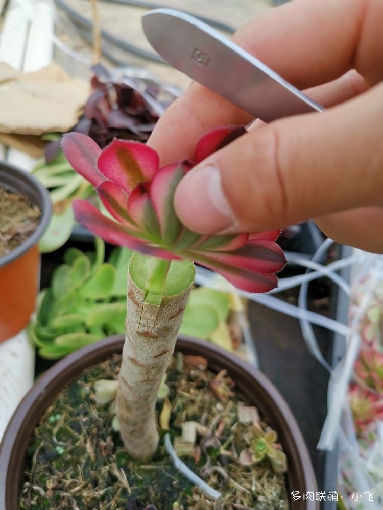 法师嫁接之贴接(简化进阶版) – 多肉联萌