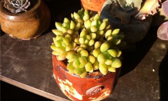 黄丽，雅致秀丽