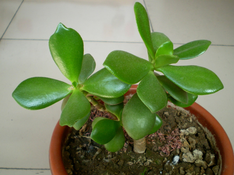 盆栽土怎么选购 Crassula-arborescens-Willd2.jpg