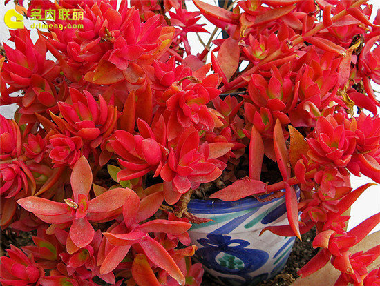 火祭系列图片欣赏-5