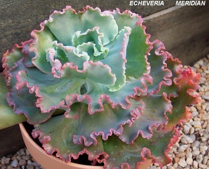 女王花笠 Echeveria 'Meridian'