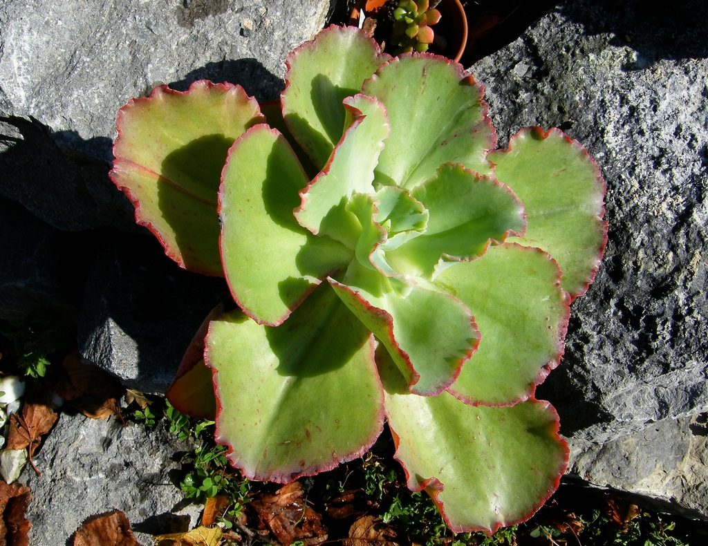 女王花笠 Echeveria 'Meridian'