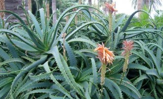 芦荟科分类概述及其检索表
