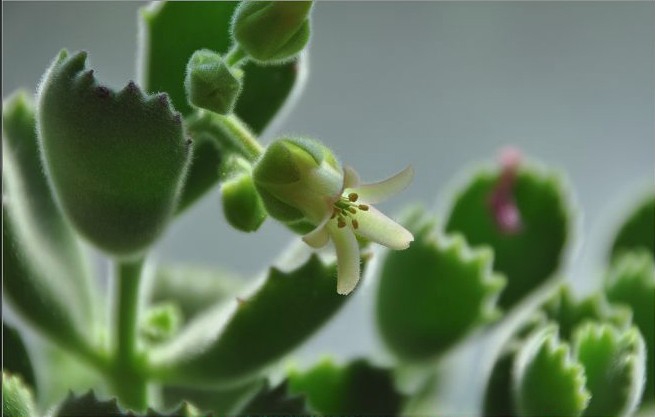 熊童子别样花色