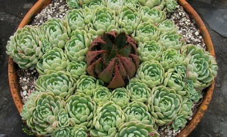 给多肉植物一个别致的家