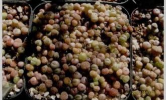 生石花播种全过程讲解