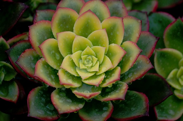 红缘莲花掌,红粉佳人