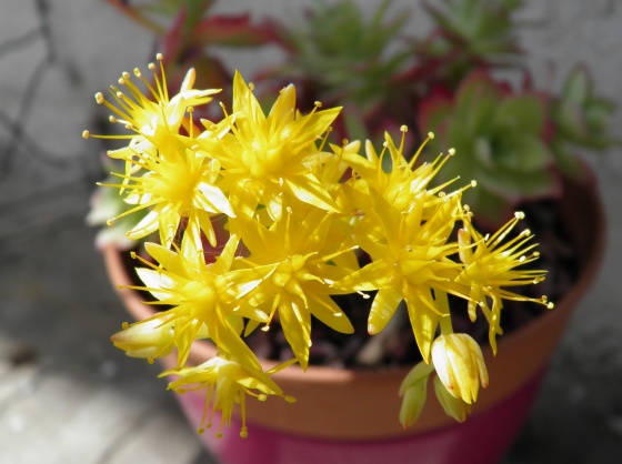 红缘莲花掌,红粉佳人