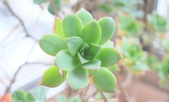 红缘莲花掌