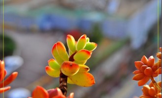 空气湿度对多肉植物的影响