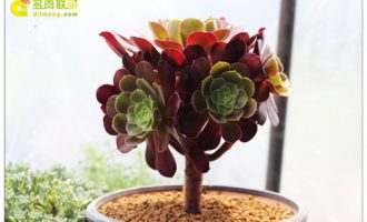 几种黑法师的区分