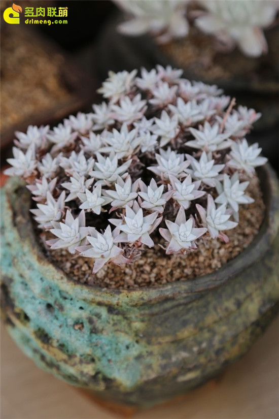 多肉植物六月份种植管理-16