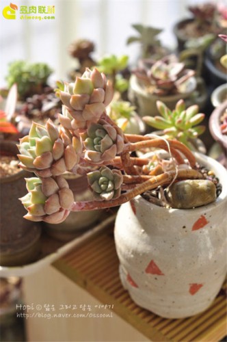 白牡丹 胧月 静夜 Graptoveria Titubans 多肉联萌