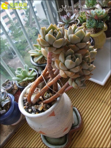 白牡丹 胧月 静夜 Graptoveria Titubans 多肉联萌