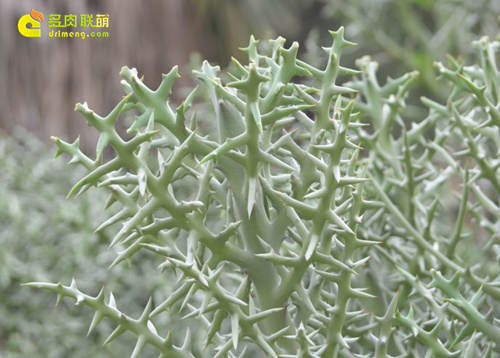 大戟科的夏型种多肉植物——银角珊瑚