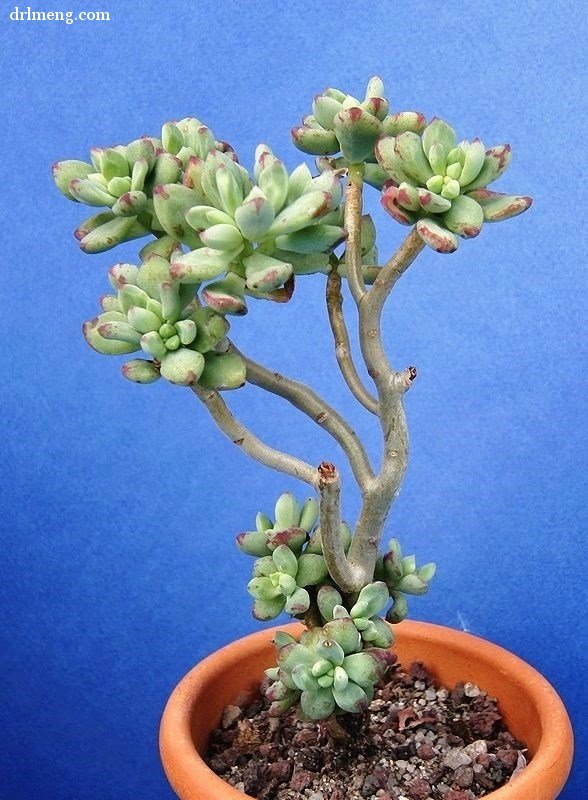 Echeveria macdougallii