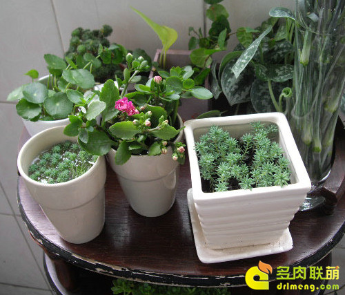 多肉植物适合种植在室内吗 多肉联萌