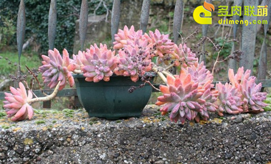 秋丽graptosedum Francesco Baldi 多肉联萌