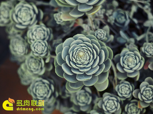 子持莲华像朵花