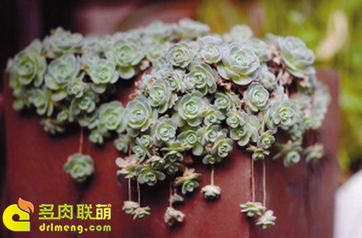 垂吊下来的子持莲华也另有一番风景
