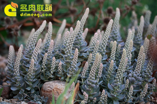群生子持莲华开花