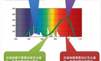 多肉植物光照不够怎么办