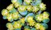 橄榄玉系，有一个花型变种的生石花