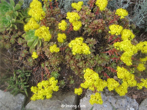 小人祭 Aeonium x loartei