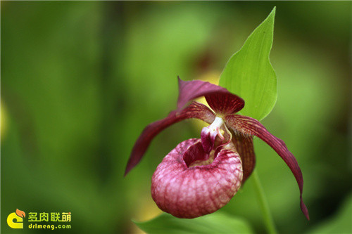 2014切尔西花卉展（Chelsea Garden Show）之20
