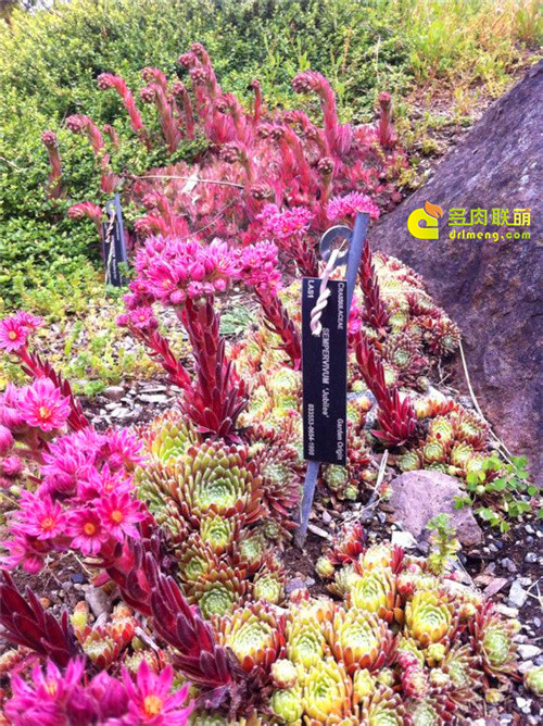 UBC植物园里的长生草系列图片之14