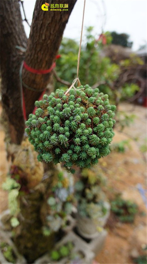 广州多肉植物大棚系列图片欣赏之9