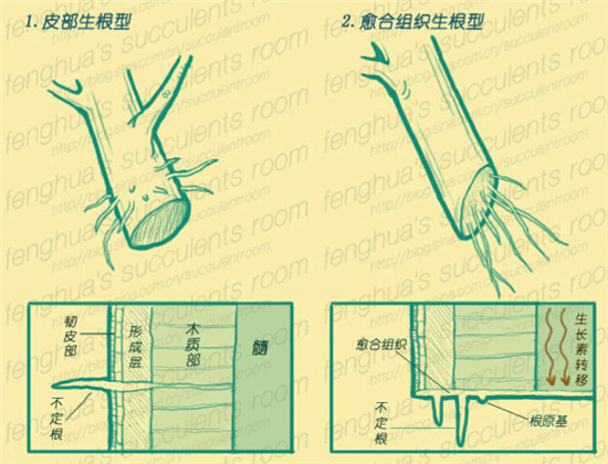 多肉植物扦插生根的两种类型