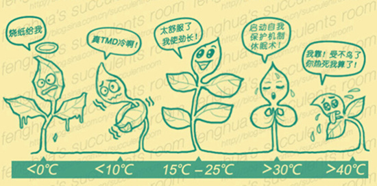 多肉植物在各个温度阶段的生长状况