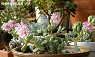 白凤菊，姬鹿角