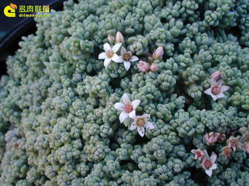 多肉植物美人之一姬星美人