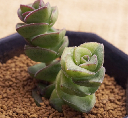 钱串 舞乙女多肉植物 多肉联萌