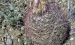 美刺玉属 Echinomastus