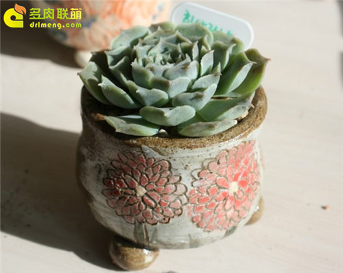 色系可以很丰富的海琳娜-6