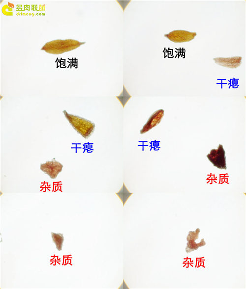 淘宝多肉植物种子哪里买好 多肉联萌